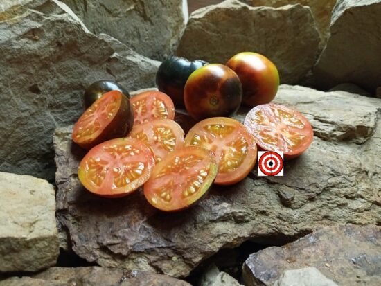 Cascade Village Blue Tomato Tom Wagner Bounty Hunter Seeds