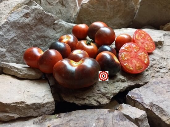 Tom Wagner Tomatoes Blue Bayou Tomato Seeds Available Here Bounty