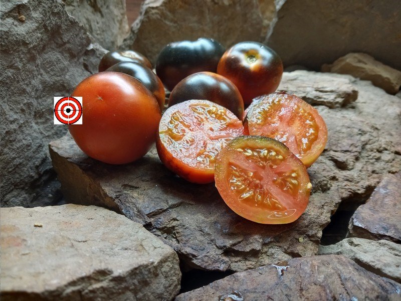 Tom Wagner Tomatoes Cascade Village Blue Tomato Seeds Available Here