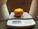 Amana Orange Heirloom Tomato