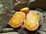 Amana Orange Tomato