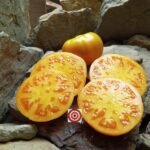 Amana Orange Tomato