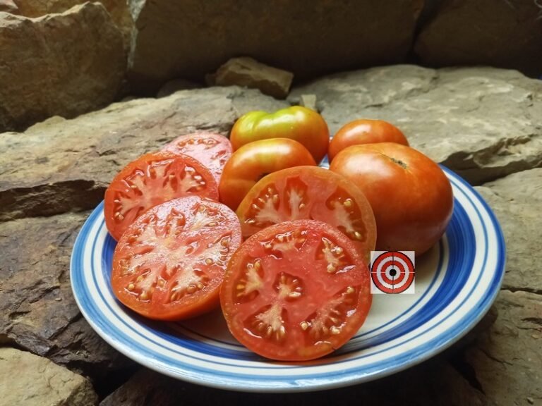 Bakers Family Heirloom TomatoBounty Hunter SeedsRare Seeds
