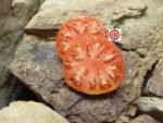 Barlow Jap Tomato