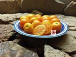 Big Sungold Tomatoes.