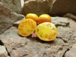 AAA Sweet Solano Tomato