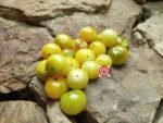 Brad Gates Tomato Napa Chardonnay Tomato