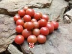 Brad Gates Tomato Napa Rose Tomato