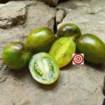 Brads Atomic Grape Tomato