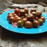 Brownberry Tomato