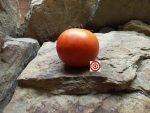 Bush Champion Dwarf Tomato
