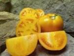 Carolina Gold (F2) Tomato - Image 3