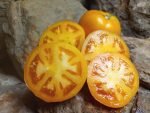 Carolina Gold (F2) Tomato