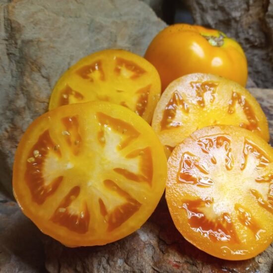 Breed Your Own Tomatoes