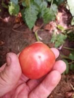 CHARLIE SCOTT WARTIME SALAD RED TOMATO