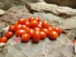 CLN 1555 Tomato