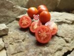 Charlie Scott's Wartime Tomato Seeds