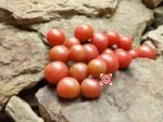 Cherry Tomato Napa Rose Tomato