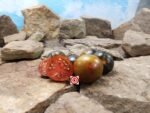 Cosmic Eclipse Tomato By Brad Gates.