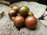 Cosmic Eclipse Tomato Striped