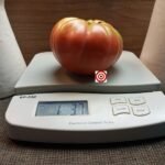 Council Bluffs Tomato