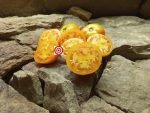 David Davidson Tomato - Image 3