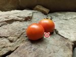 Dwarf Bush Champion Tomato