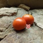 Dwarf Bush Champion Tomato