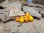 Dwarf Pinoccihio Yellow Micro Tomato