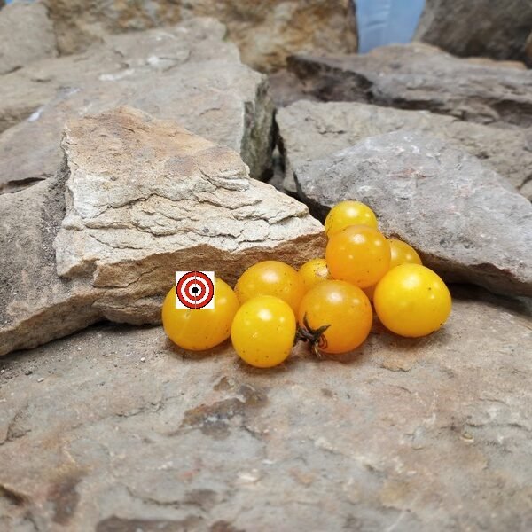 Dwarf Pinoccihio Yellow Micro Tomato