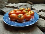 Dwarf Tomato Husky Red Dwarf Tomato