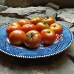 Dwarf Tomato Husky Red Dwarf Tomato