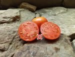 Dwarf Tomatoes Bush Champion Dwarf Tomato