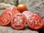 Early Girl F2 Tomatoes