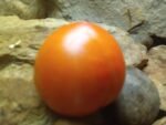 Early Girl F2 Tomato