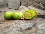 Harvard Square Tomato Bicolored Tomatoes.