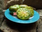 Harvard Square Tomato Seeds
