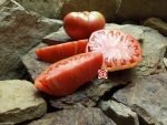 Heirloom Tomato Council Bluff Tomato