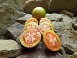 Heirloom Tomato Stoney's Neighbors Rare Tomato
