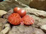 Lush Queen Tomato