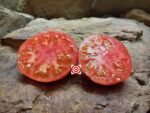 Lush Queen Tomato by Brad Gates