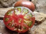 MISSISSIPPI QUEEN INDETERMINATE TOMATOES