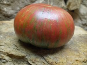 MISSISSIPPI QUEEN TOMATO