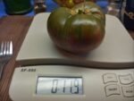 MISSISSIPPI QUEEN WELL KNOWN BREEDERS TOMATOES