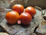 Marglobe Tomatoes