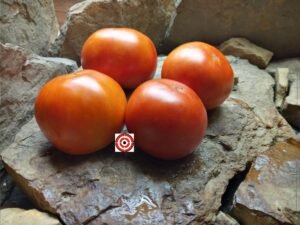 Marglobe Tomatoes