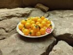 Micro Dwarf Tomato Yellow Pygmy Tomato