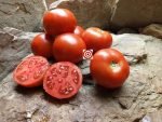 Moskvich Heirloom Tomato