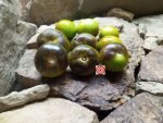 Muddy Waters Tomato - Image 2