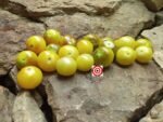 Napa Chardonnay Tomato - Image 4